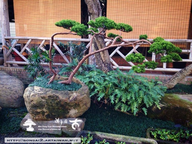 古美樹滿峯園羅漢松庭園造景