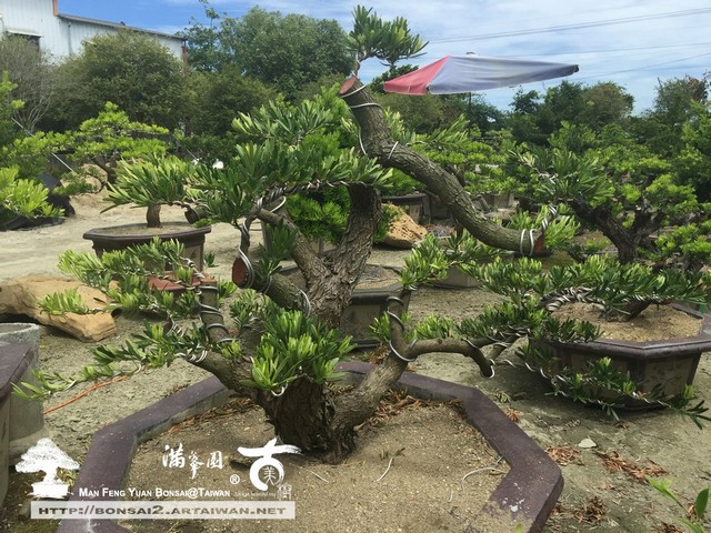 滿峯園古美樹羅漢松