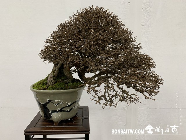 066 [展覽]2019雅風展