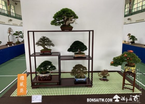 069 [展覽]2019雅風展 2019盆栽展