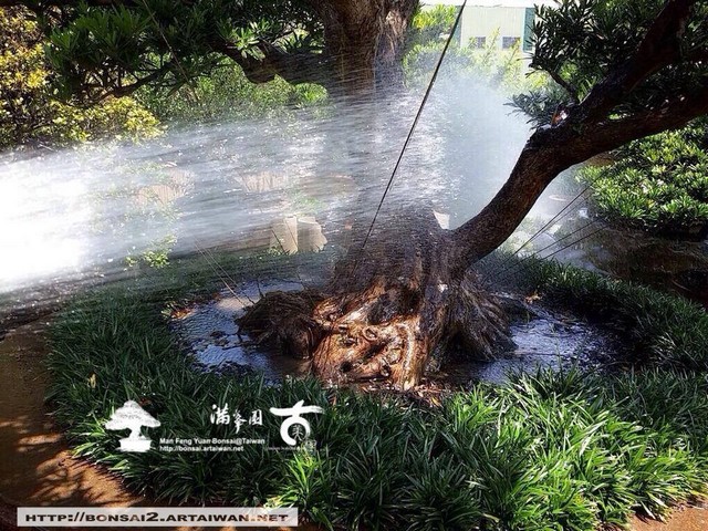 古美樹滿峯園羅漢松庭園造景