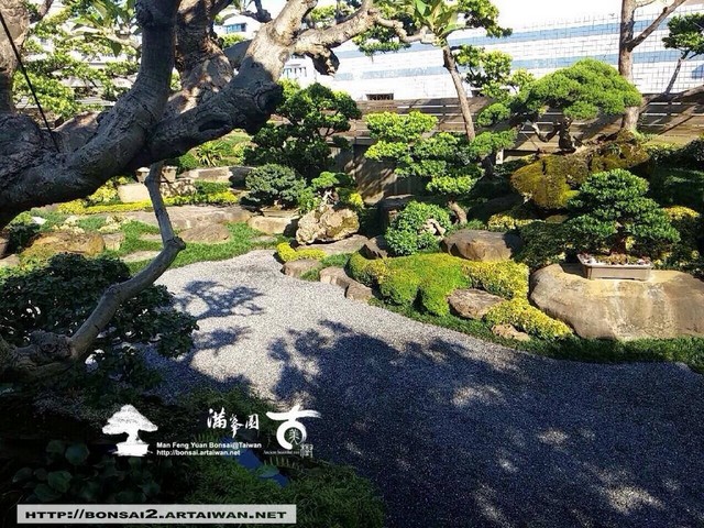 古美樹滿峯園羅漢松庭園造景