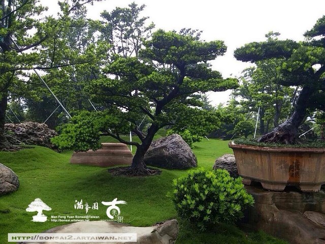 古美樹滿峯園羅漢松庭園造景