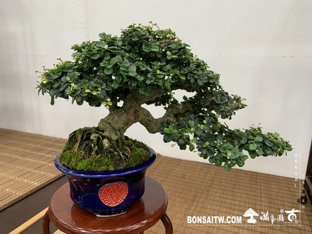 080 [展覽]2019雅風展