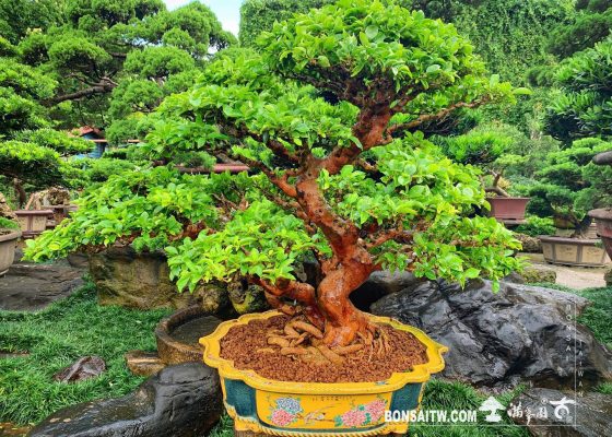 087ce877 685b 4f2a 8162 cbb1aa26cea6 [九重葛] 對你來說重要的事會讓你找出路，不重要的只會讓你找藉口。 九重葛