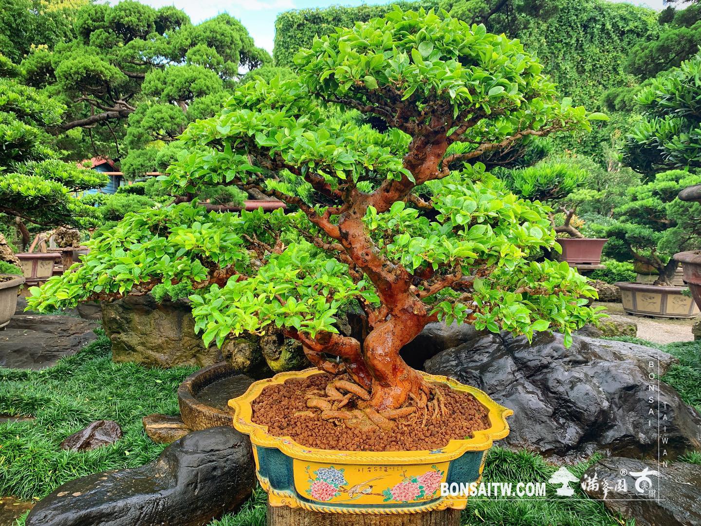 087ce877 685b 4f2a 8162 cbb1aa26cea6 [九重葛] 對你來說重要的事會讓你找出路，不重要的只會讓你找藉口。