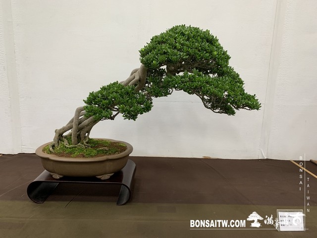 091 [展覽]2019雅風展