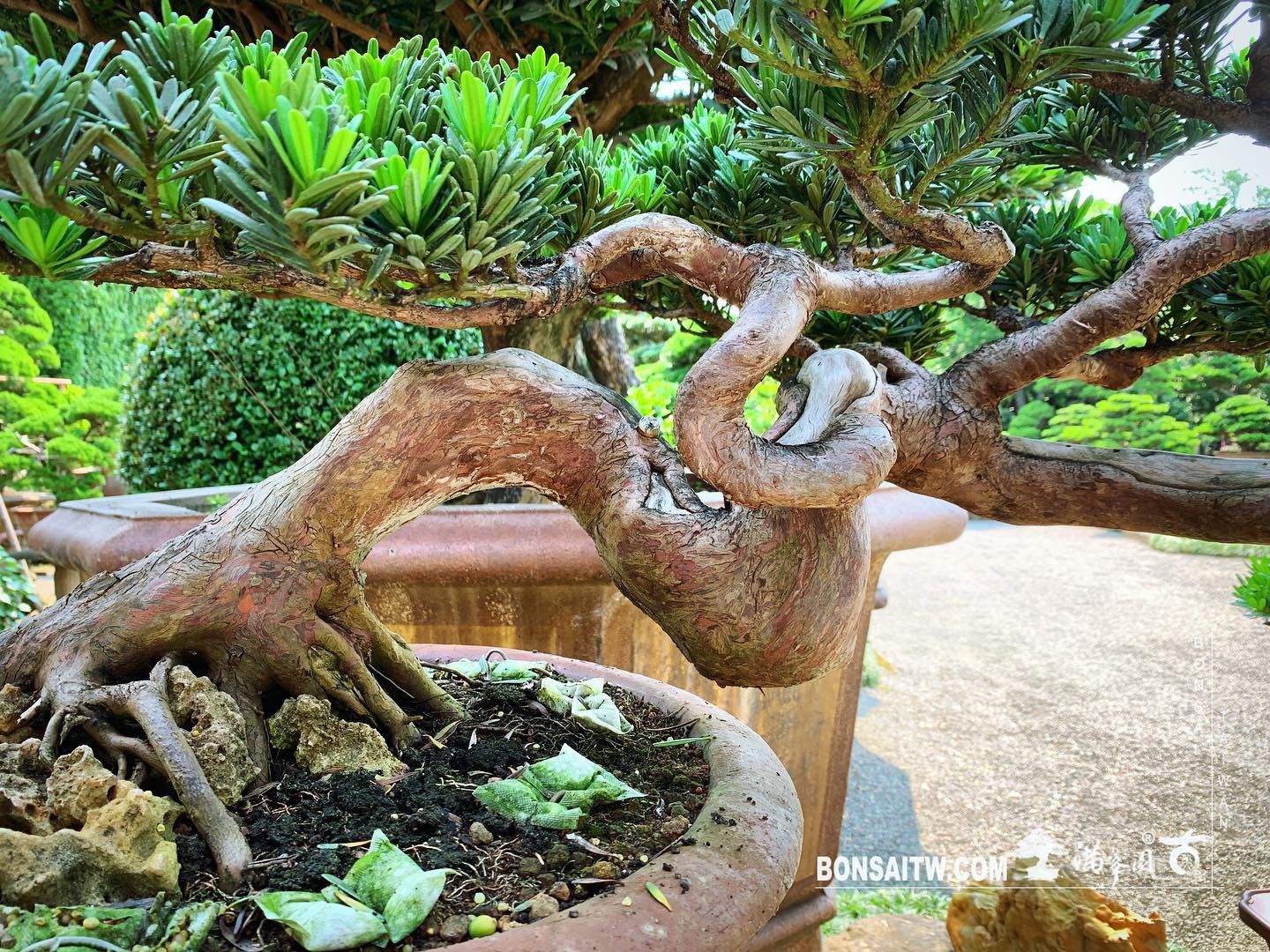 0ce9f293 2085 4d7a 9374 7fb8a265c0c0 [晶鑽羅漢松] 整理 晶鑽羅漢松(Diamond Podocarpus costalis)