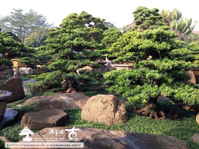 古美樹滿峯園羅漢松庭園造景