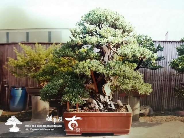 滿峯園古美樹羅漢松