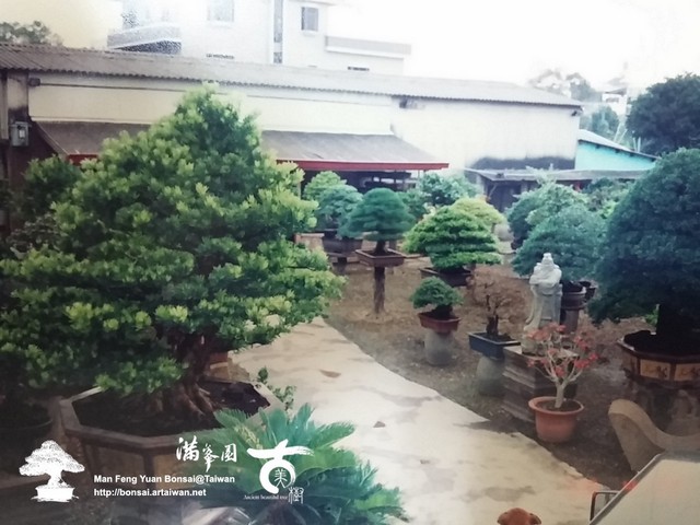 滿峯園古美樹羅漢松