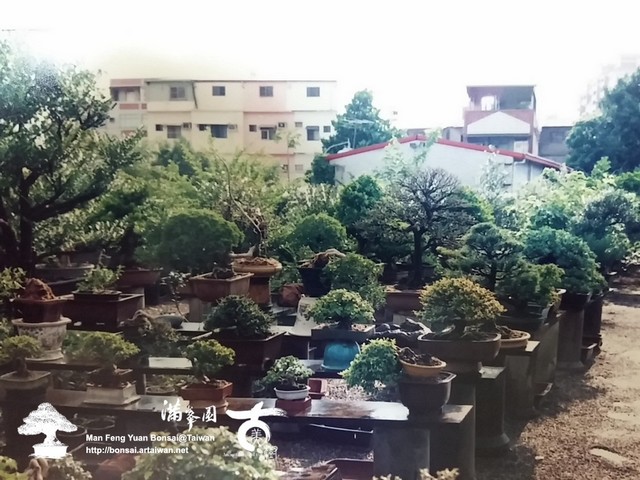 滿峯園古美樹羅漢松