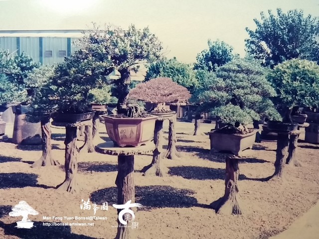 滿峯園古美樹羅漢松