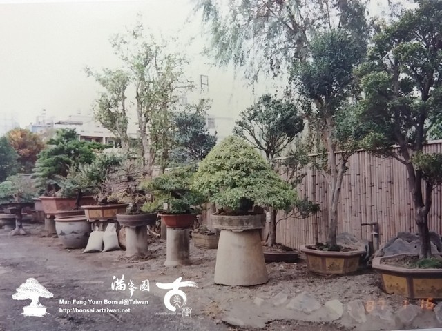 滿峯園古美樹羅漢松