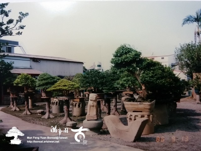 滿峯園古美樹羅漢松