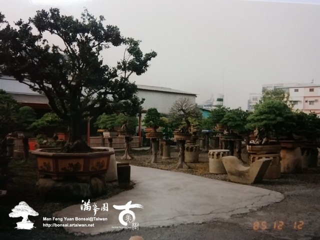 滿峯園古美樹羅漢松