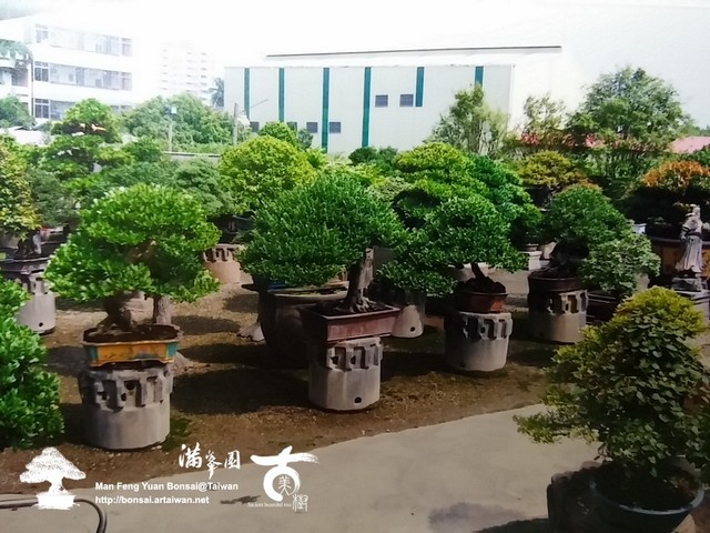 滿峯園古美樹羅漢松