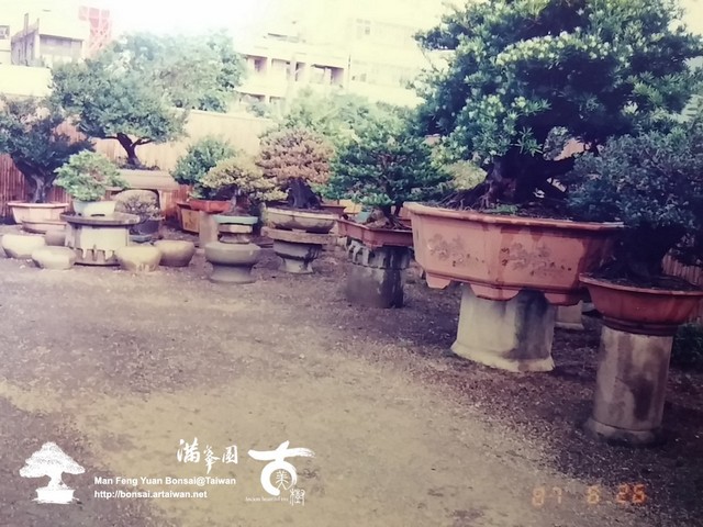 滿峯園古美樹羅漢松