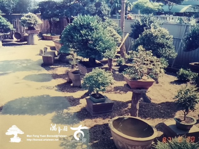 滿峯園古美樹羅漢松