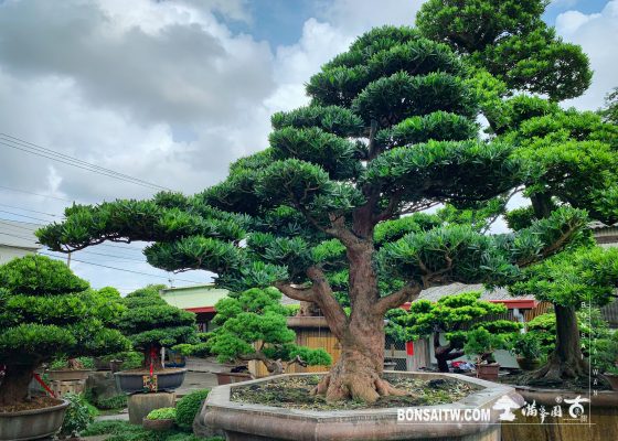 2c04657c b865 4e94 a0d4 b23e446fc3cb [羅漢松] 心中有想法，就不會隨波逐流。 大型盆栽(Grand Bonsai)