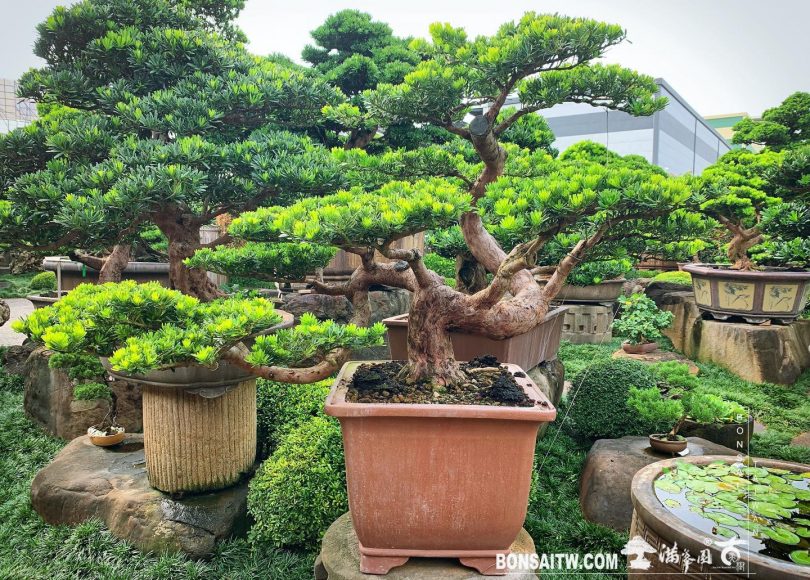 2ec231bf 8056 4b85 b953 bbcace1332d7 [晶鑽羅漢松] 長風破浪會有時，直掛雲帆濟滄海。 晶鑽羅漢松(Diamond Podocarpus costalis)