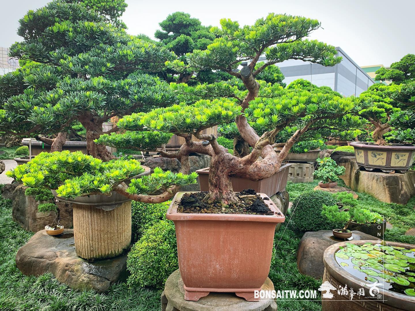 2ec231bf 8056 4b85 b953 bbcace1332d7 [晶鑽羅漢松] 長風破浪會有時，直掛雲帆濟滄海。 晶鑽羅漢松(Diamond Podocarpus costalis)