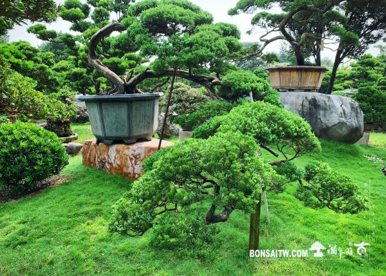 327874dd 7626 480c a430 22d308e2c1bf [真柏]整理 大型庭園樹專區(Garden Tree)