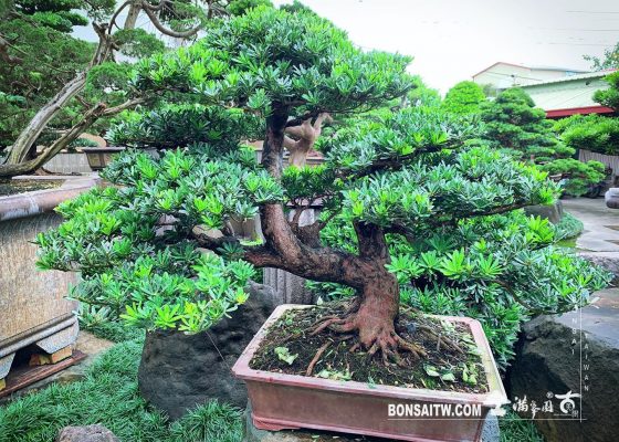 32dd7edf 2fa7 4d6c 8b44 f5a821528151 [晶鑽羅漢松] 整理。 羅漢松(Podocarpus costalis)