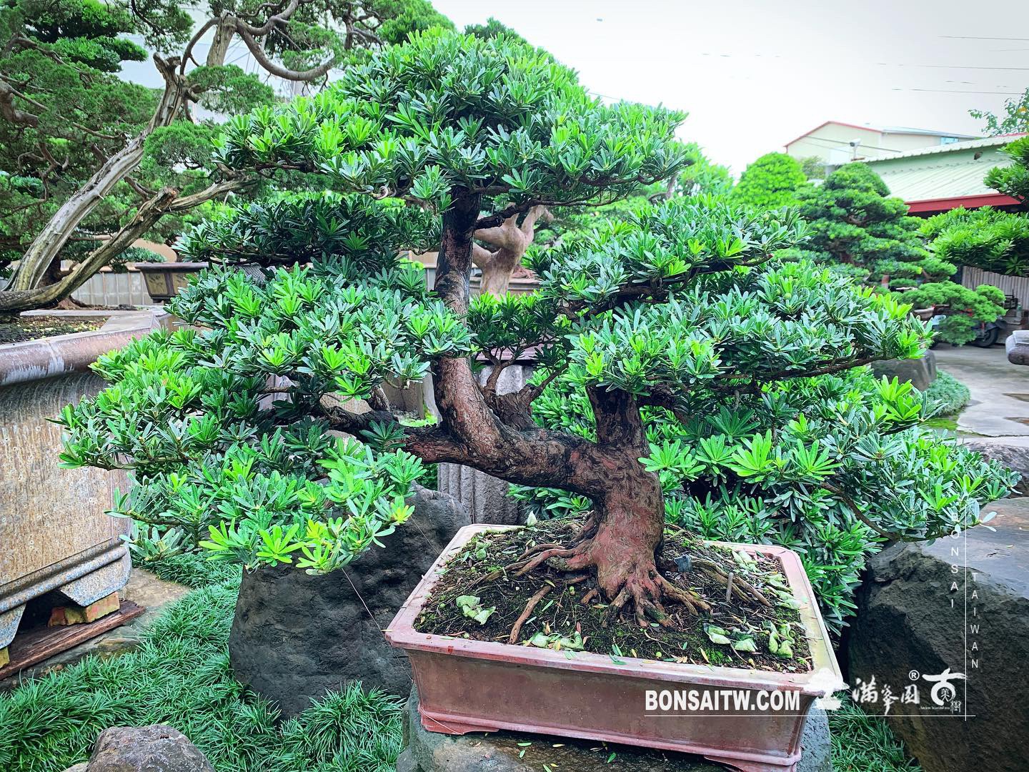 32dd7edf 2fa7 4d6c 8b44 f5a821528151 [晶鑽羅漢松] 整理。 晶鑽羅漢松(Diamond Podocarpus costalis)