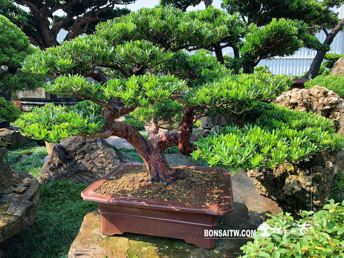 3334d882 c9f5 4475 bf9d f1516b53bb5b [晶鑽羅漢松] 努力不一定有成果，但不努力一定不會有結果。 晶鑽羅漢松(Diamond Podocarpus costalis)