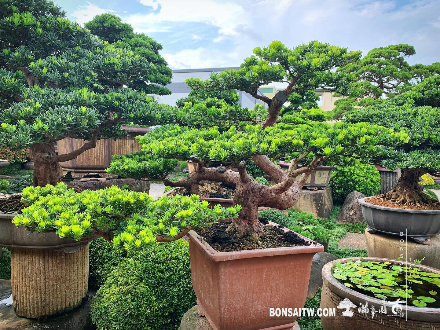 3524facf 848c 49df be94 9eeb0ccbc7cf [晶鑽羅漢松] 長風破浪會有時，直掛雲帆濟滄海。 晶鑽羅漢松(Diamond Podocarpus costalis)