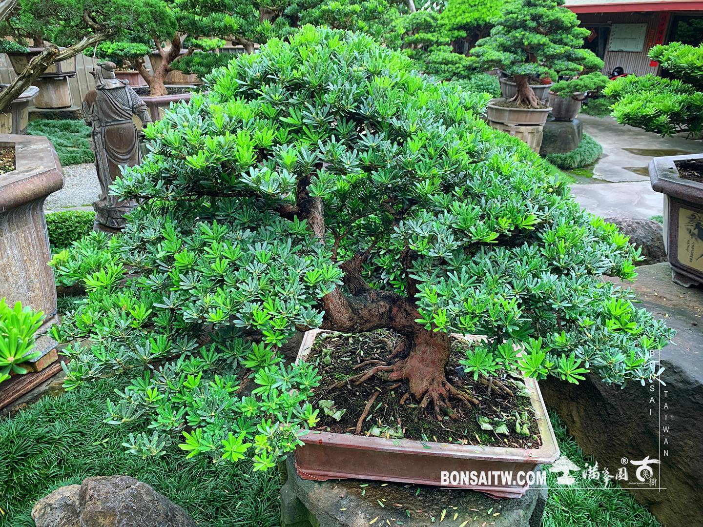 365db699 7b66 432b b41e caef97412d51 [晶鑽羅漢松] 整理。 晶鑽羅漢松(Diamond Podocarpus costalis)