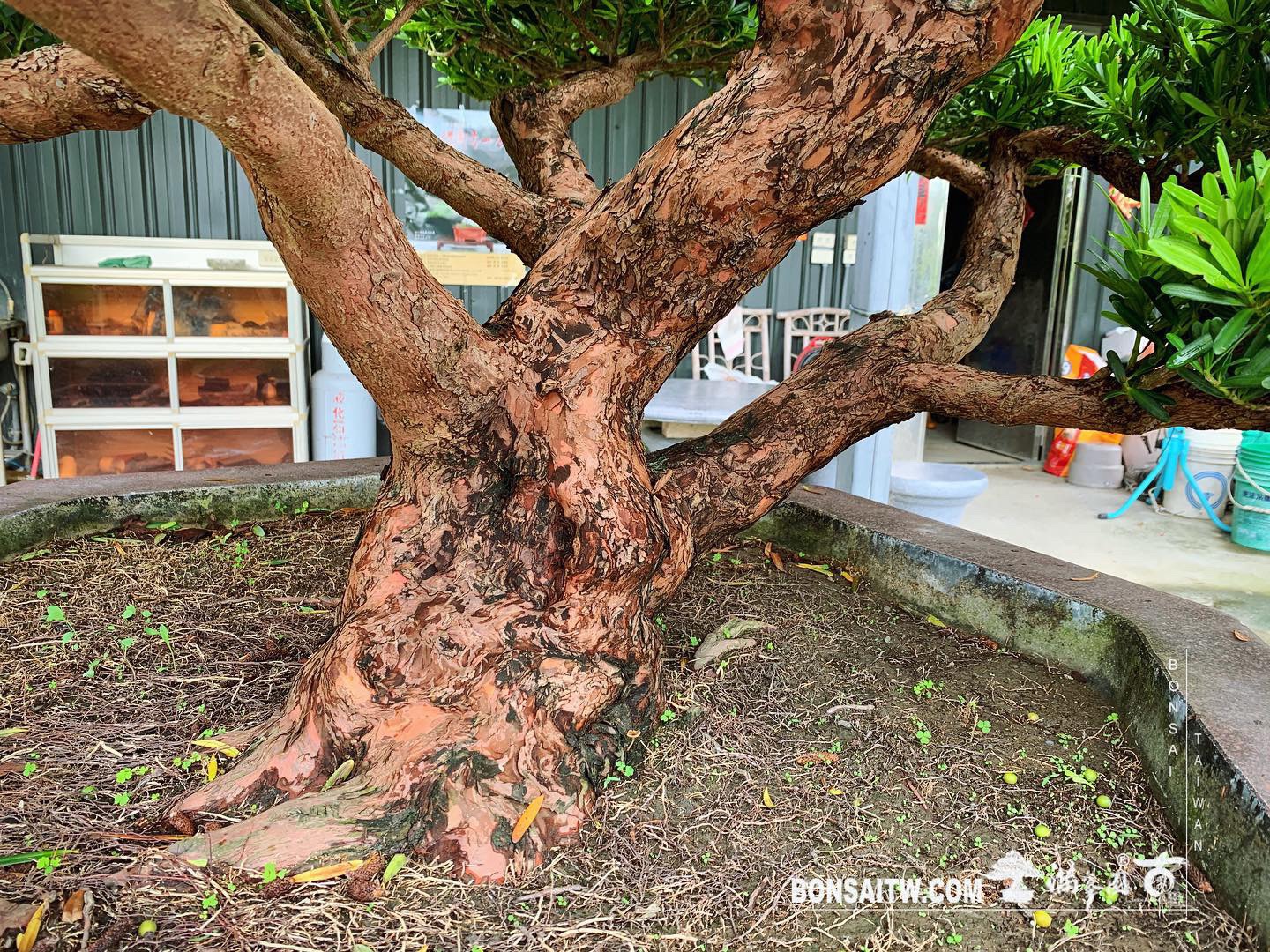 3e5b61e8 160e 4adb 86aa 339936084f01 [羅漢松] 整理