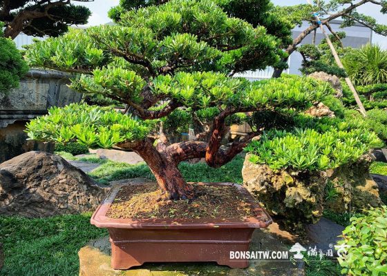 3f2abaae 691c 429d 84ec c0b112fea9c0 [晶鑽羅漢松] 努力不一定有成果，但不努力一定不會有結果。 羅漢松(Podocarpus costalis)