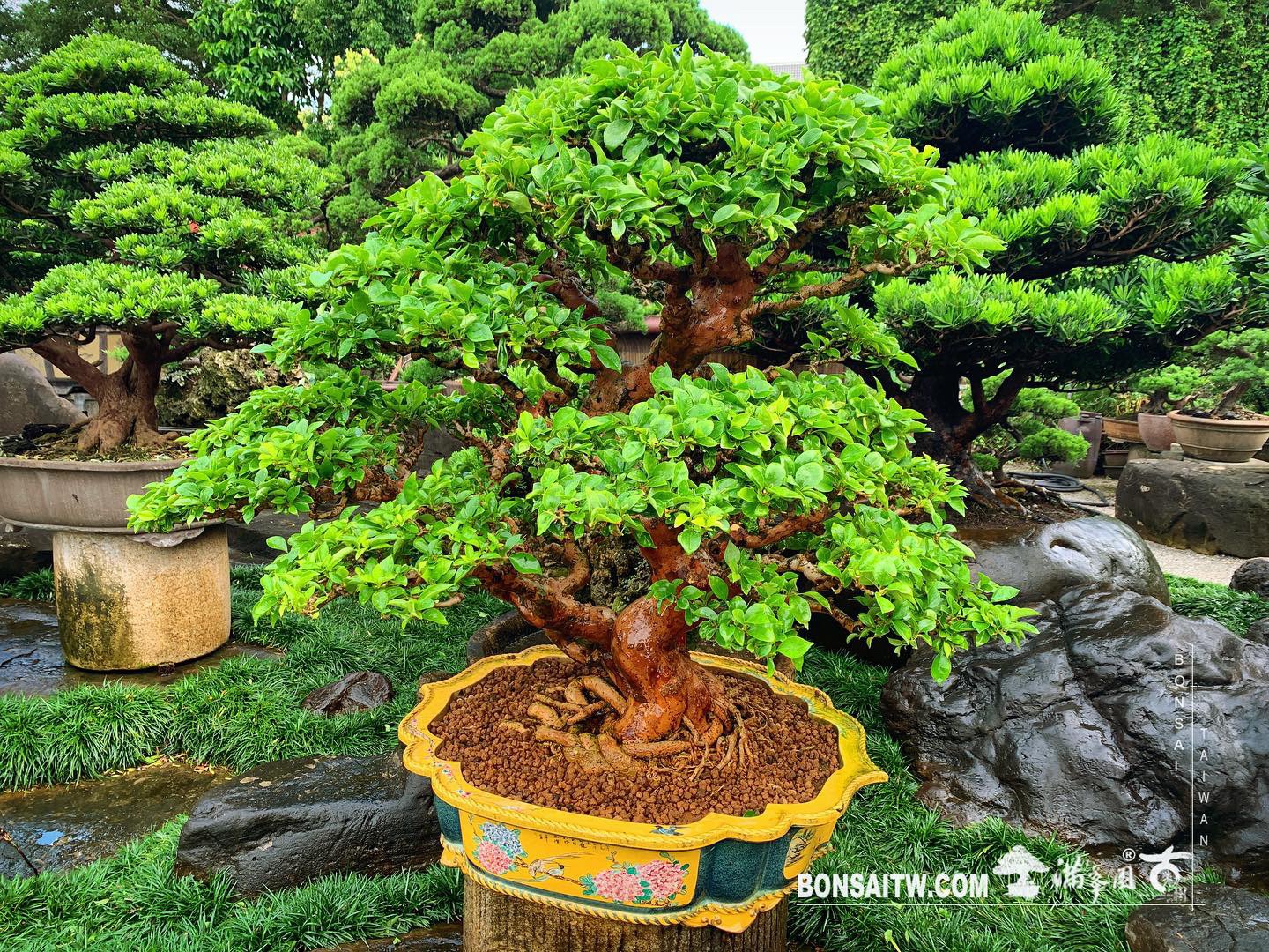 45291fb5 e167 437a a10c 5754e0955321 [九重葛] 對你來說重要的事會讓你找出路，不重要的只會讓你找藉口。