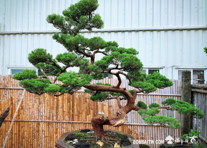 475b8b0c 451a 4d79 b67e e73d26e12f24 [真柏]找出最適合自己的生活哲學，不需隨著別人的腳步起舞。