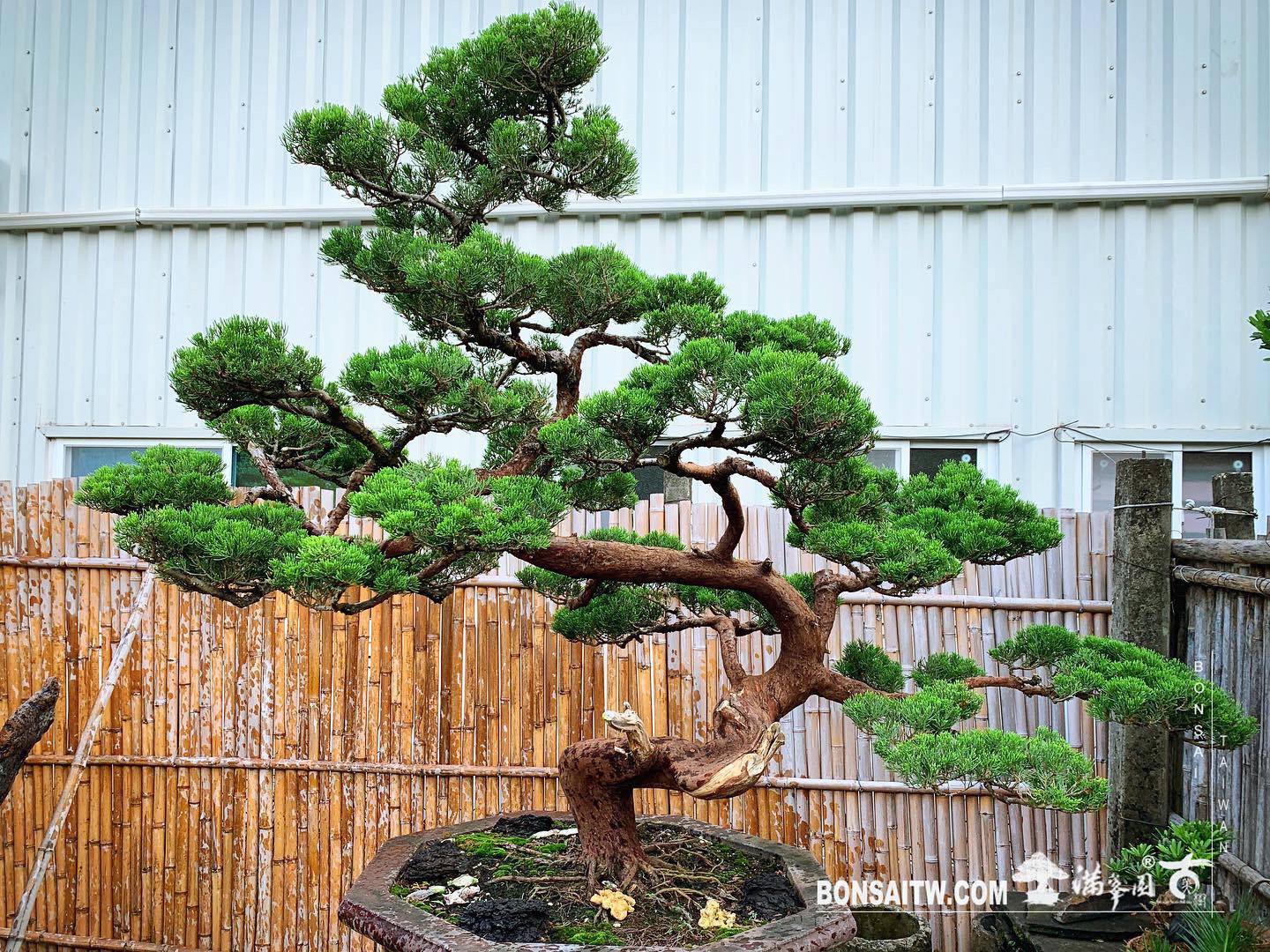 475b8b0c 451a 4d79 b67e e73d26e12f24 [真柏]找出最適合自己的生活哲學，不需隨著別人的腳步起舞。