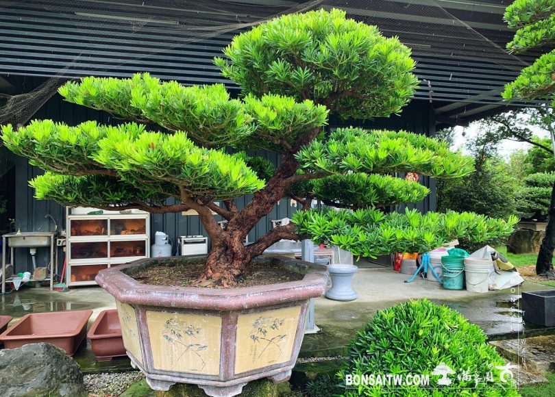 4f50f11f ecb1 442a ab4a 8f584c8bab67 [羅漢松] 整理