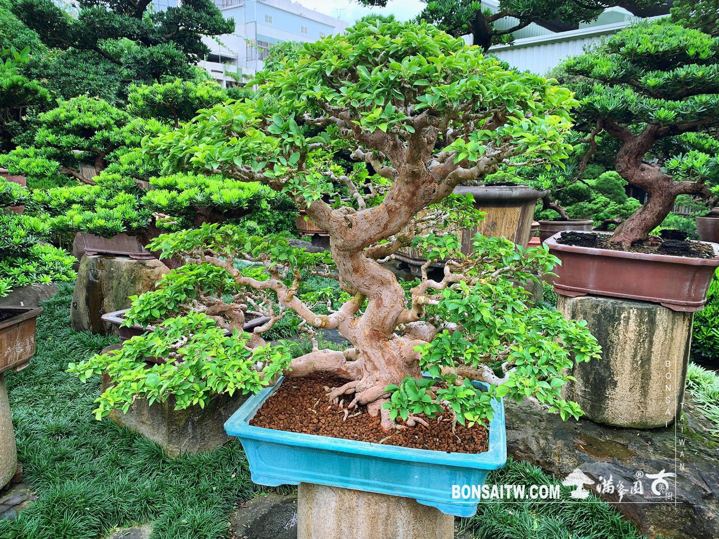 5cb1bc50 15dd 4088 aa1d 89709f75db64 [九重葛] 在每個轉折裡，都有時間的淬煉。