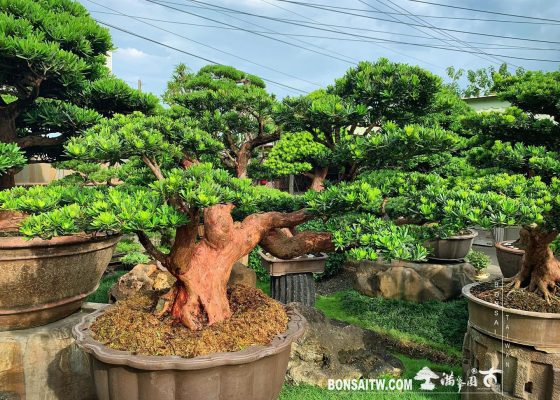 5cb4984e dccc 4b7e adfe 185116bf6496 [晶鑽羅漢松] 在危機中看到轉機，在轉機中找到生機。 大型盆栽(Grand Bonsai)