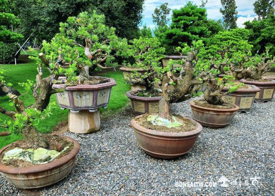 5d80eb78 4588 4f2b 9c1b 61ece0f20b0c [晶鑽羅漢松] 持之以恆，滴水穿石。 大型盆栽(Grand Bonsai)