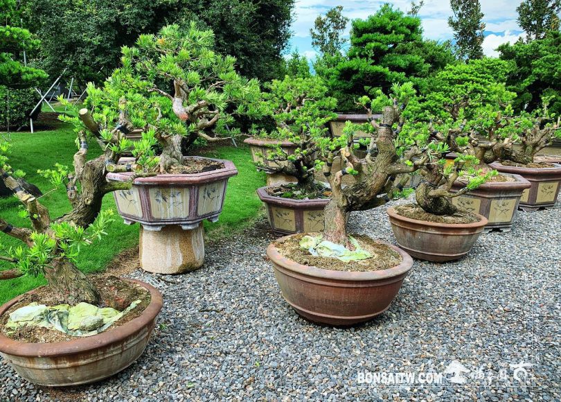 5d80eb78 4588 4f2b 9c1b 61ece0f20b0c [晶鑽羅漢松] 持之以恆，滴水穿石。 晶鑽羅漢松(Diamond Podocarpus costalis)