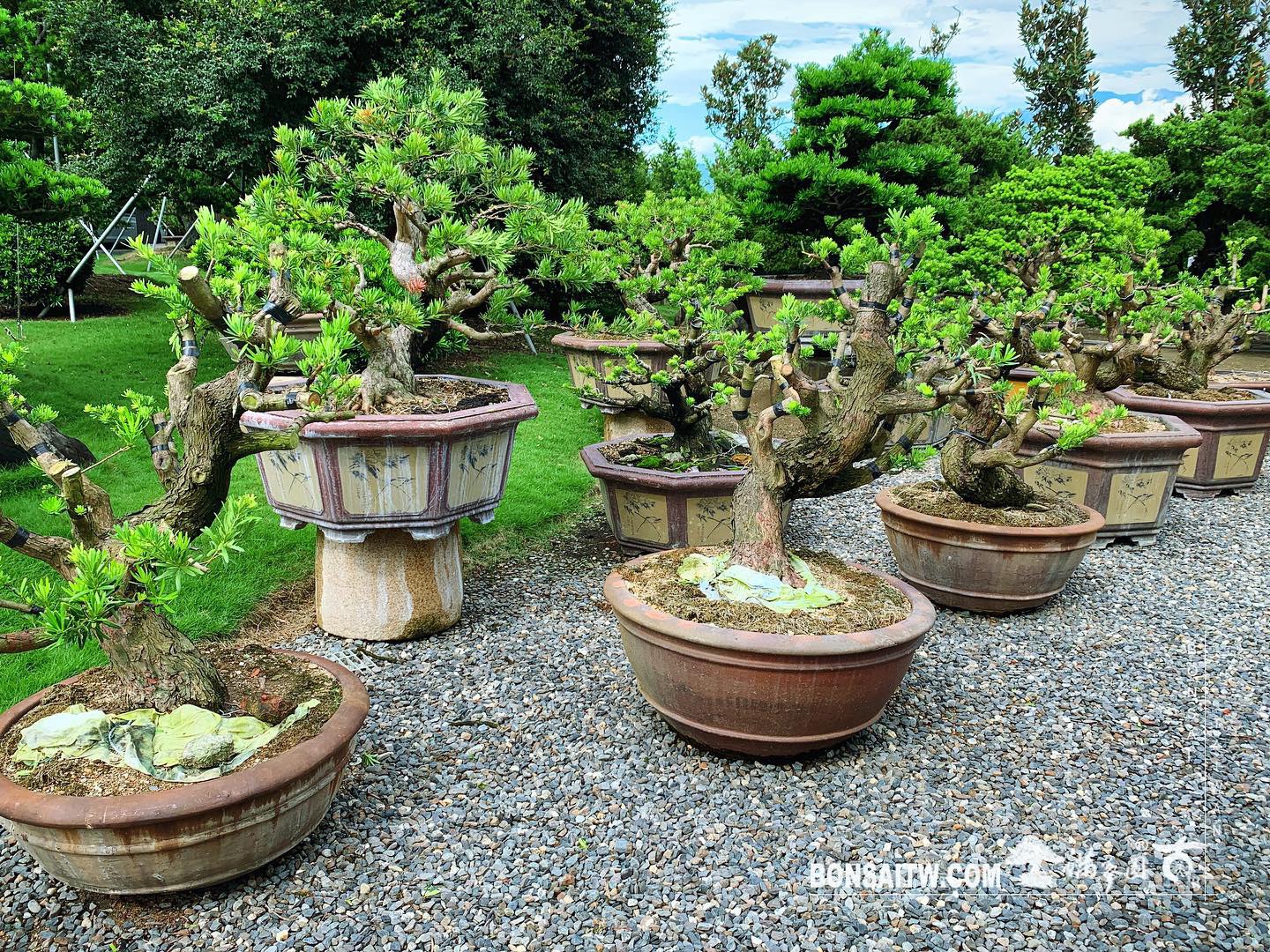 5d80eb78 4588 4f2b 9c1b 61ece0f20b0c [晶鑽羅漢松] 持之以恆，滴水穿石。 晶鑽羅漢松(Diamond Podocarpus costalis)