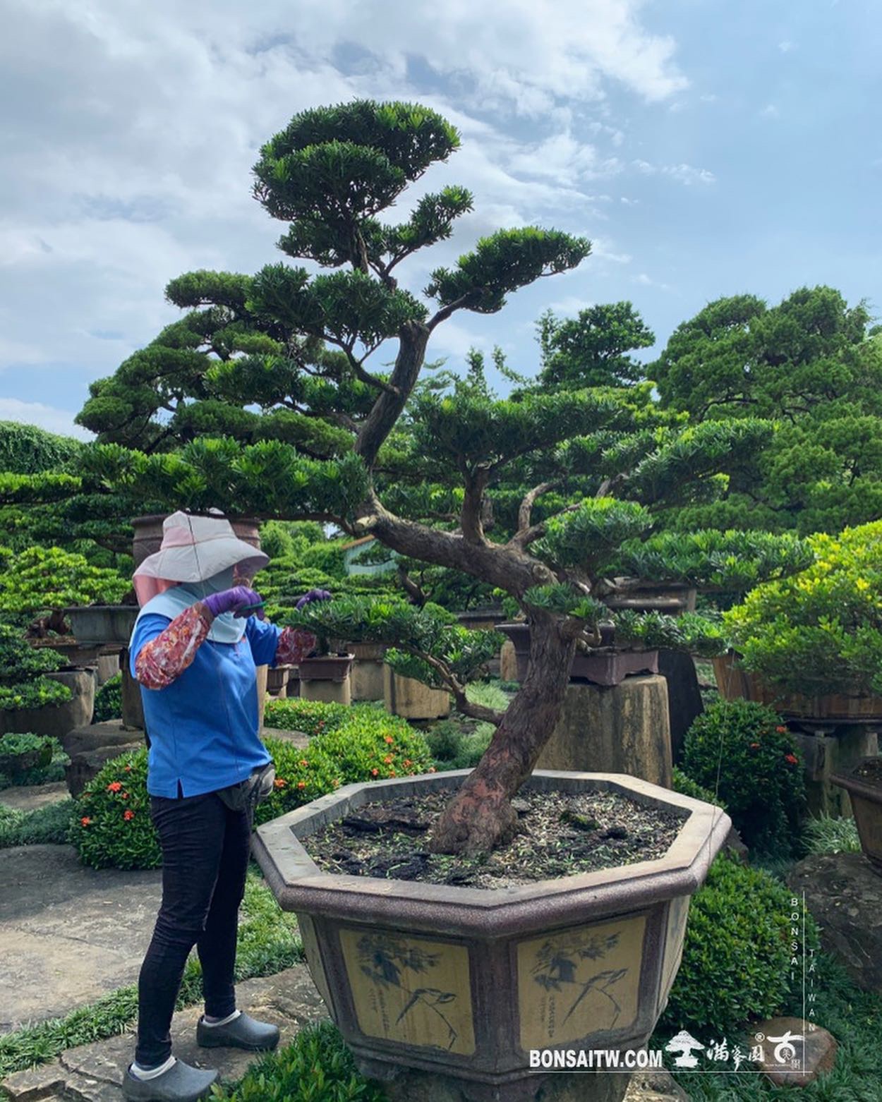 65e52b02 b9ec 462b 912e cfcbbc6f5f71 [晶鑽羅漢松] 整理 晶鑽羅漢松(Diamond Podocarpus costalis)