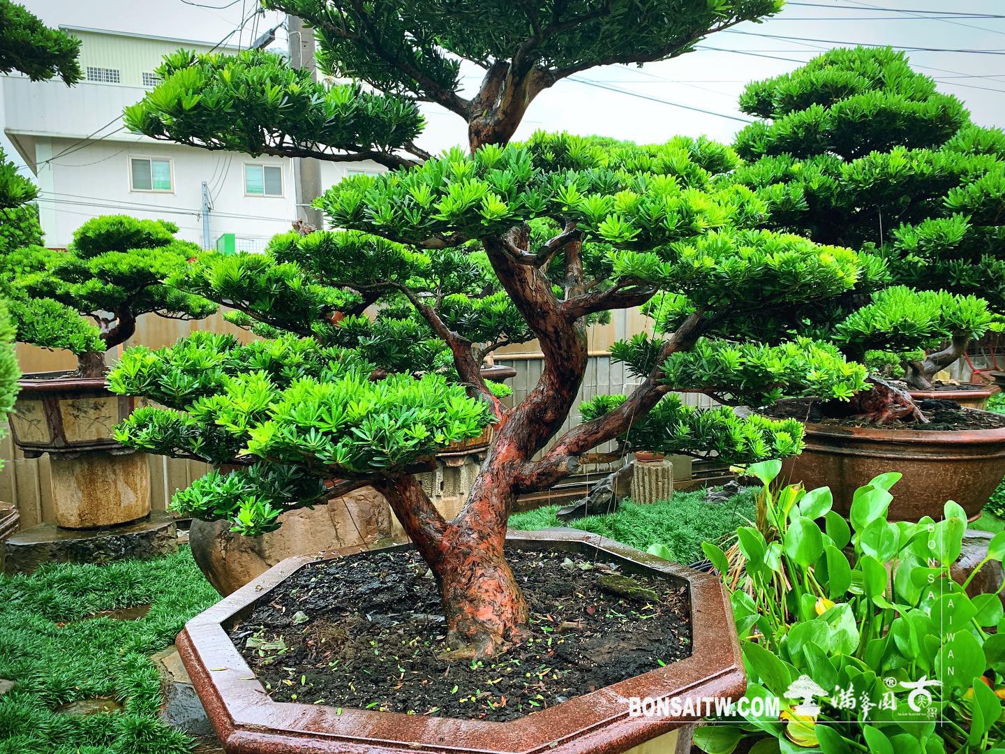 6882b6d1 381c 4cf1 9ae8 79cf21d401a9 [晶鑽羅漢松] 整理 晶鑽羅漢松(Diamond Podocarpus costalis)