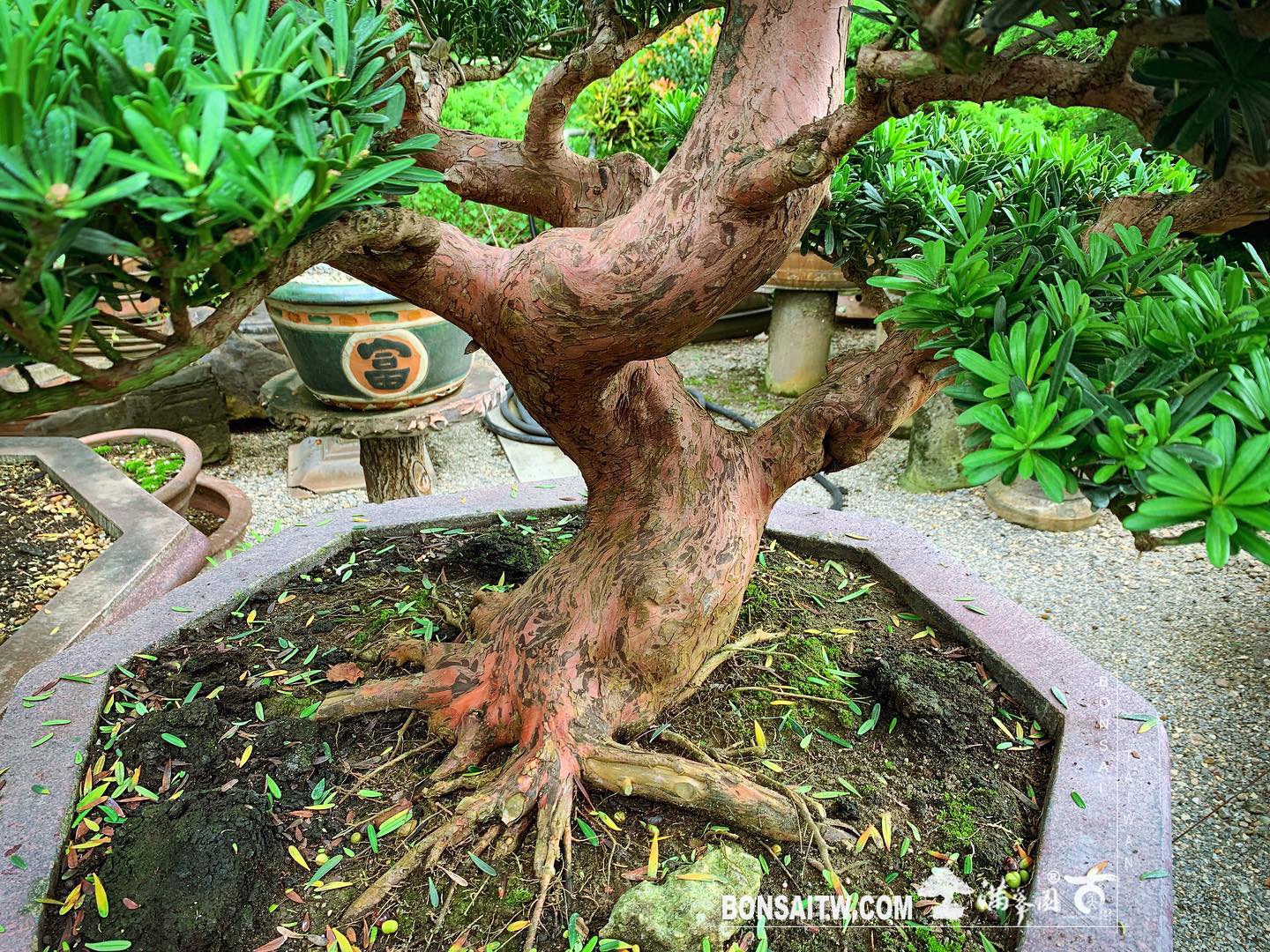 6b40152f 13c7 4e5e ad04 b923bb22a3c6 [晶鑽羅漢松] 努力，才能創造機會。機會，才能造就改變。 晶鑽羅漢松(Diamond Podocarpus costalis)