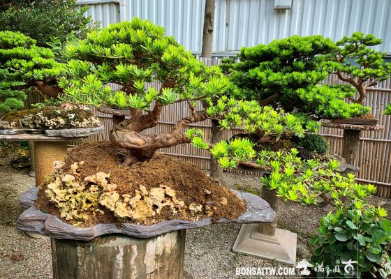 6e516da5 d292 4f13 b407 a3ec408cb0a9 [晶鑽羅漢松] 雖然無法預知未來，但可以把握現在。 石盤