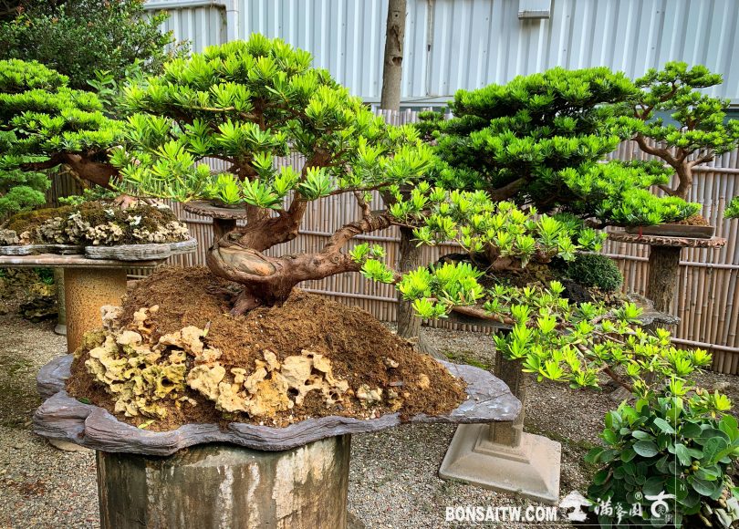 6e516da5 d292 4f13 b407 a3ec408cb0a9 [晶鑽羅漢松] 雖然無法預知未來，但可以把握現在。 晶鑽羅漢松(Diamond Podocarpus costalis)