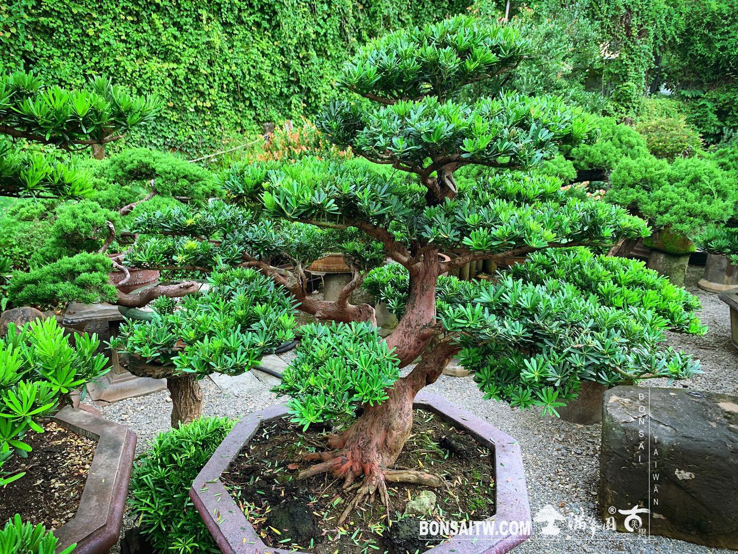 75253060 ecb1 421b 967f 238100b14762 [晶鑽羅漢松] 努力，才能創造機會。機會，才能造就改變。 晶鑽羅漢松(Diamond Podocarpus costalis)