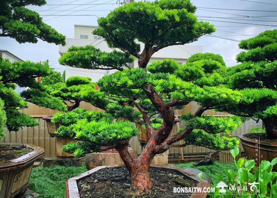 7eb9e885 d51e 4874 8174 8271bac75186 [晶鑽羅漢松] 整理 大型盆栽(Grand Bonsai)